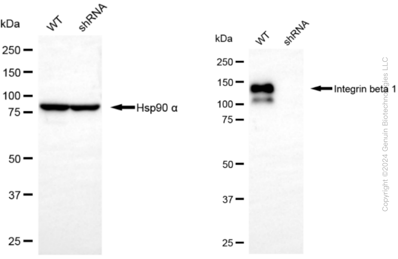 KD-Validated Anti-Integrin β 1 Rabbit Monoclonal Antibody ABG2054