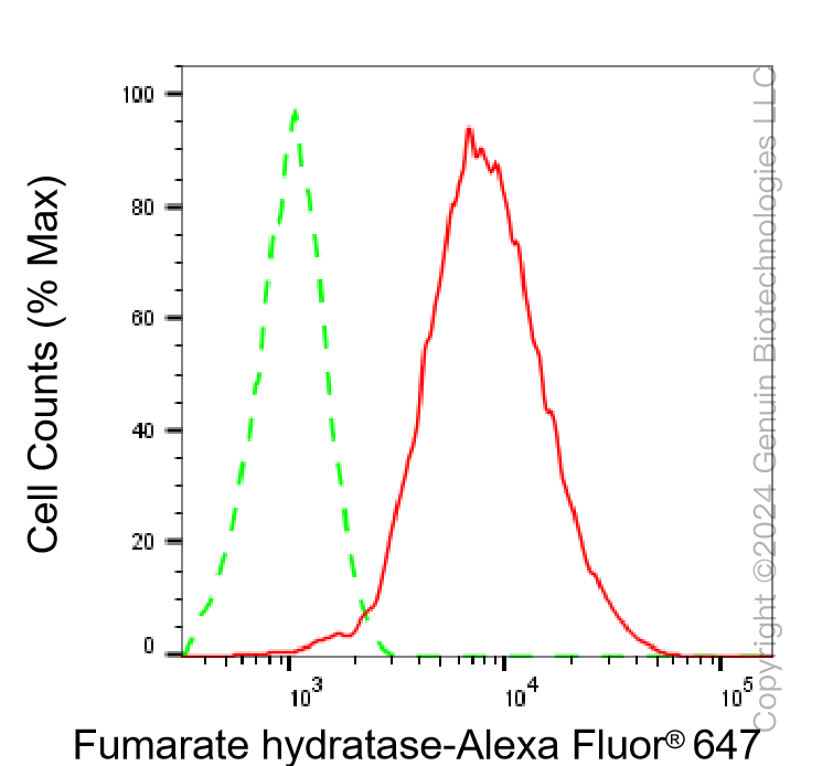 KD-Validated Anti-FumaRate HydRatase Mouse Monoclonal Antibody ABG2055