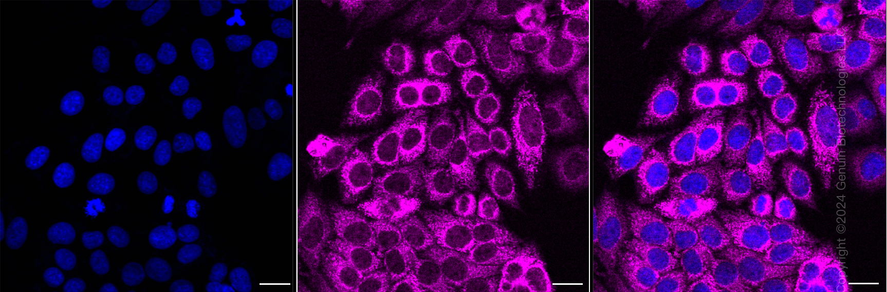 KD-Validated Anti-FumaRate HydRatase Mouse Monoclonal Antibody ABG2055