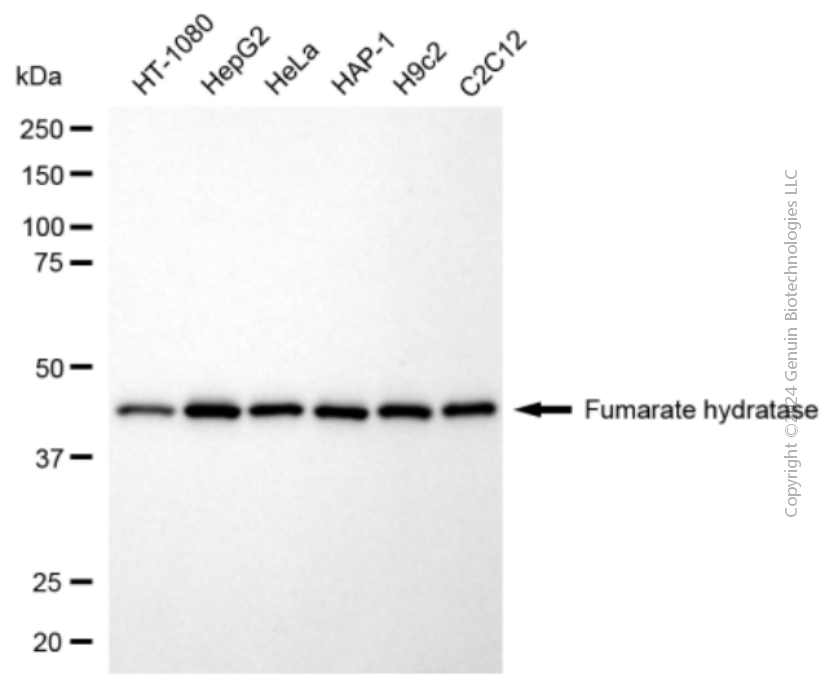 KD-Validated Anti-FumaRate HydRatase Mouse Monoclonal Antibody ABG2055