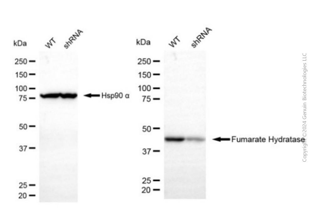 KD-Validated Anti-FumaRate HydRatase Mouse Monoclonal Antibody ABG2055