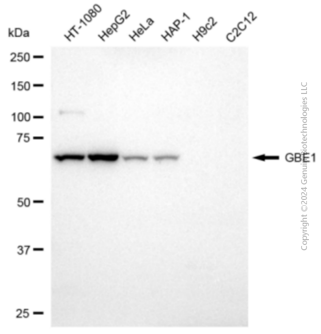 KD-Validated Anti-GBE1 Mouse Monoclonal Antibody ABG2056