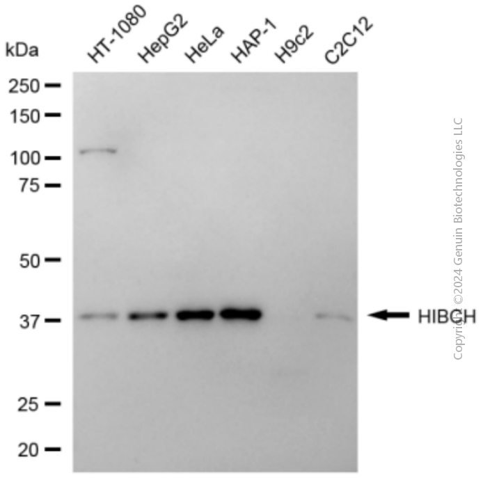 KD-Validated Anti-HIBCH Mouse Monoclonal Antibody ABG2057