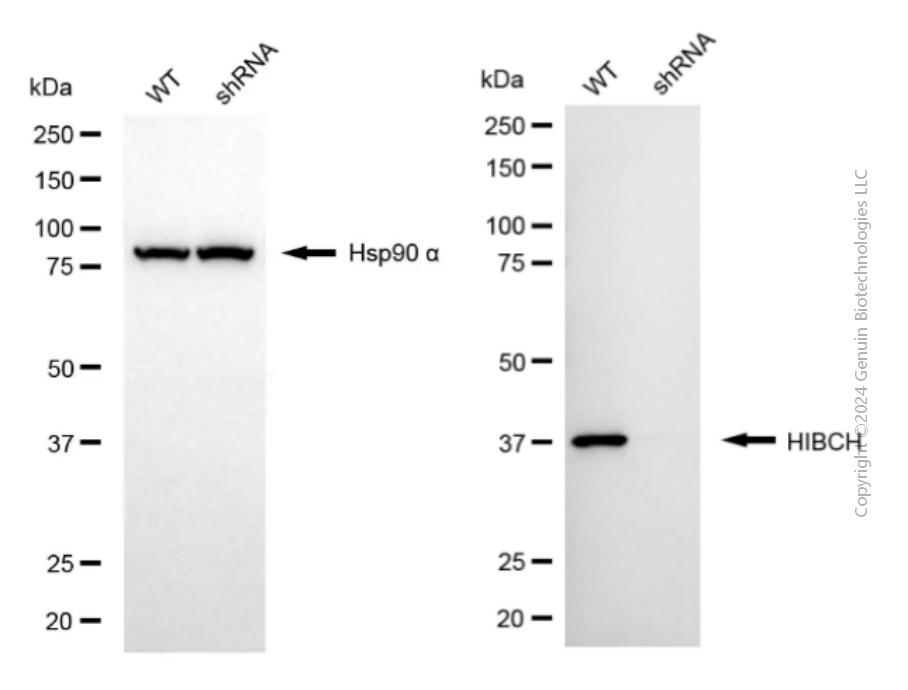 KD-Validated Anti-HIBCH Mouse Monoclonal Antibody ABG2057