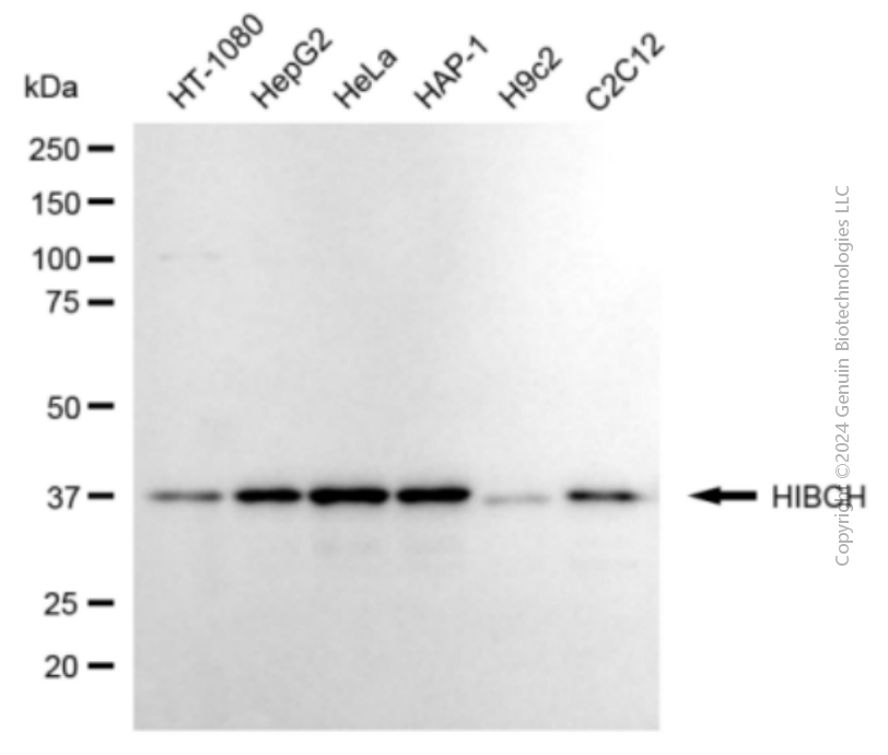 KD-Validated Anti-HIBCH Mouse Monoclonal Antibody ABG2058