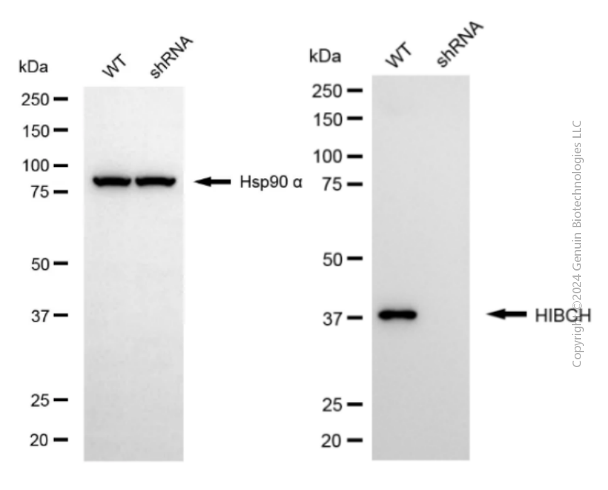 KD-Validated Anti-HIBCH Mouse Monoclonal Antibody ABG2058