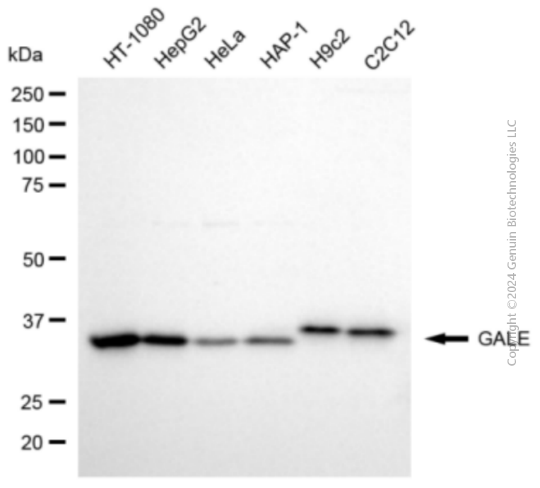 KD-Validated Anti-GALE Mouse Monoclonal Antibody ABG2059