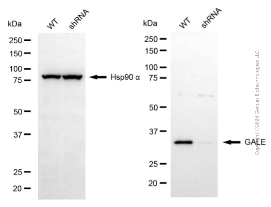 KD-Validated Anti-GALE Mouse Monoclonal Antibody ABG2059