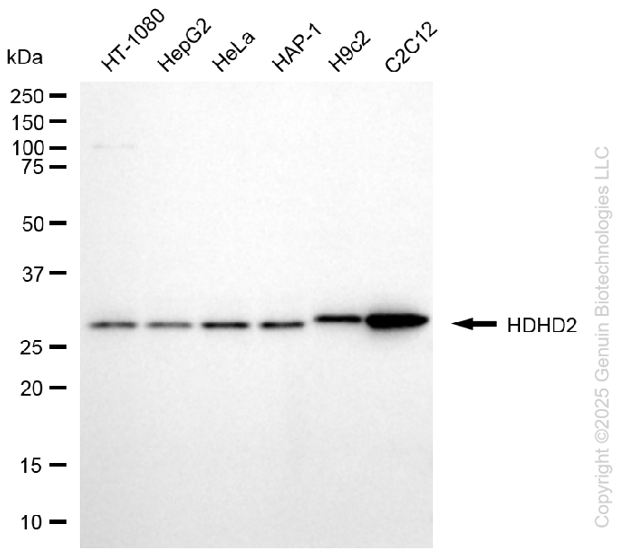 KD-Validated Anti-HDHD2 Mouse Monoclonal Antibody ABG2060