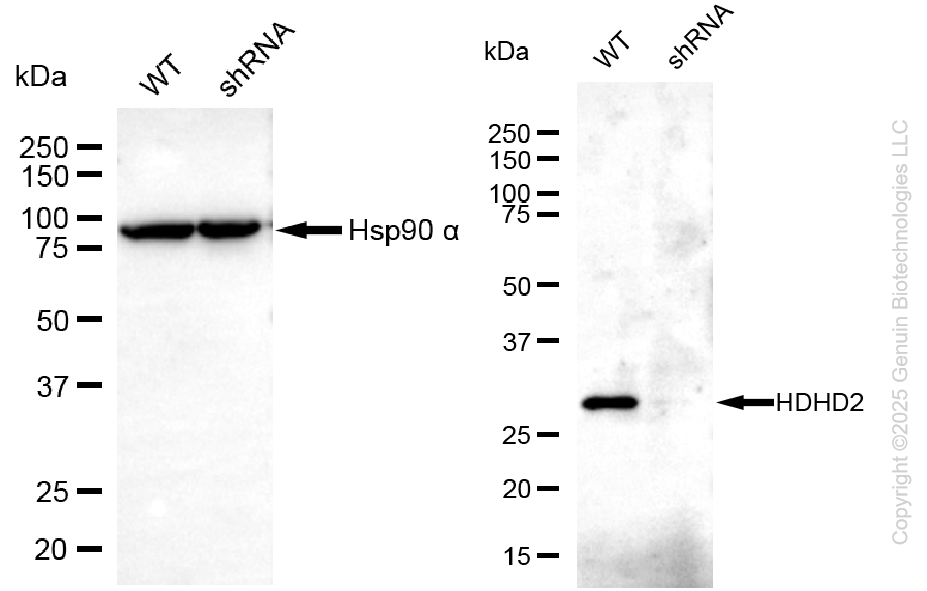 KD-Validated Anti-HDHD2 Mouse Monoclonal Antibody ABG2060