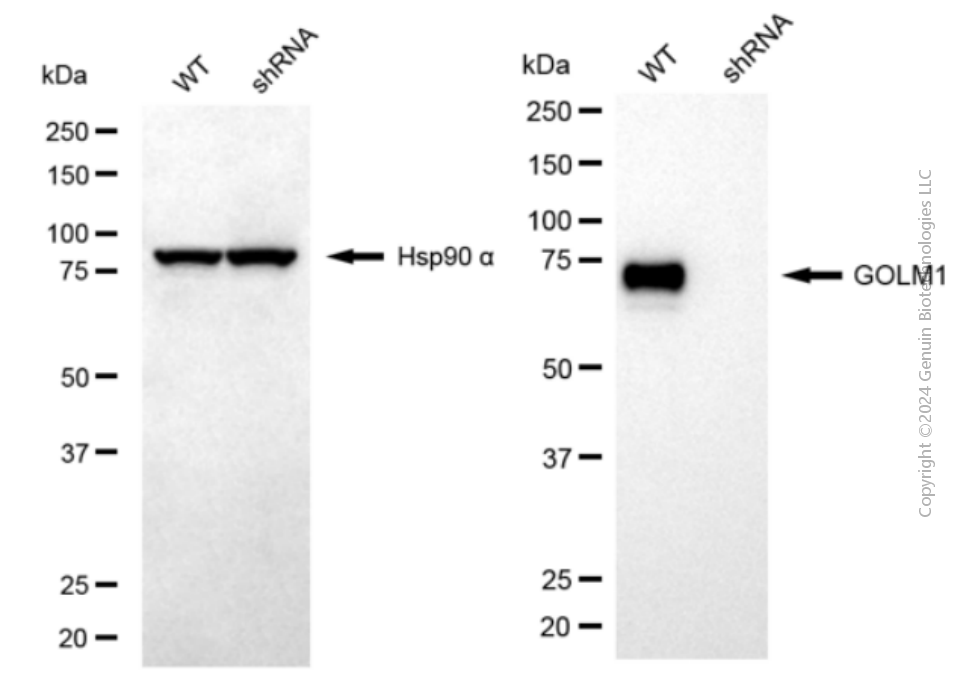 KD-Validated Anti-GOLM1 Mouse Monoclonal Antibody ABG2062