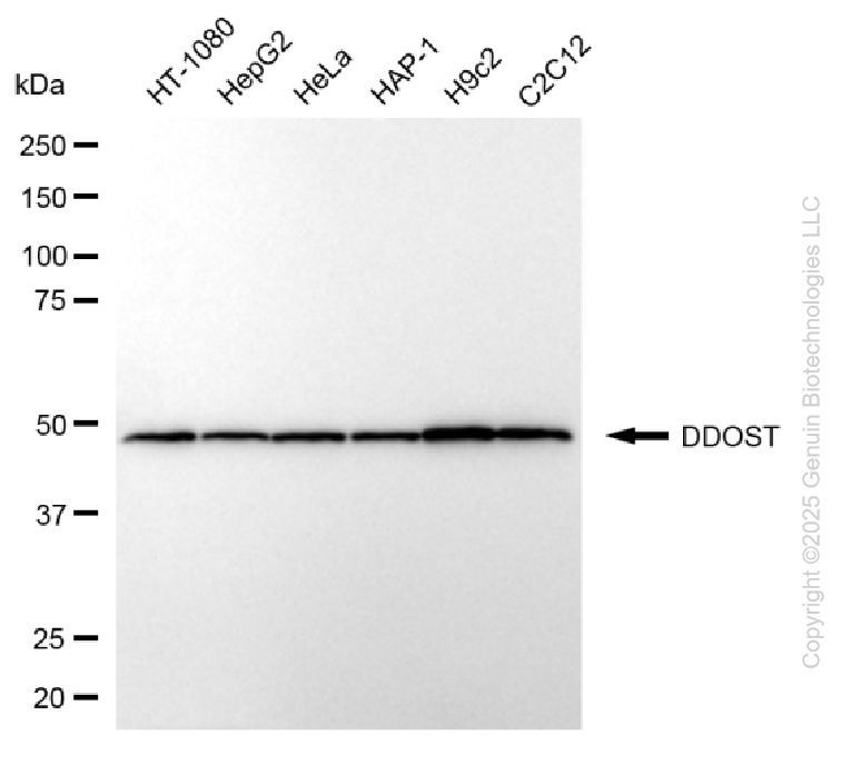 KD-Validated Anti-DDOST Mouse Monoclonal Antibody ABG2063