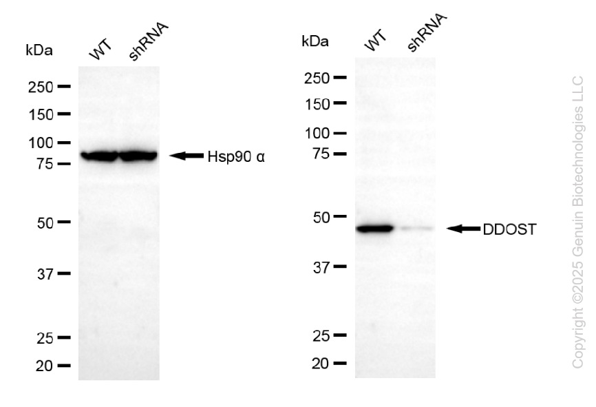 KD-Validated Anti-DDOST Mouse Monoclonal Antibody ABG2063