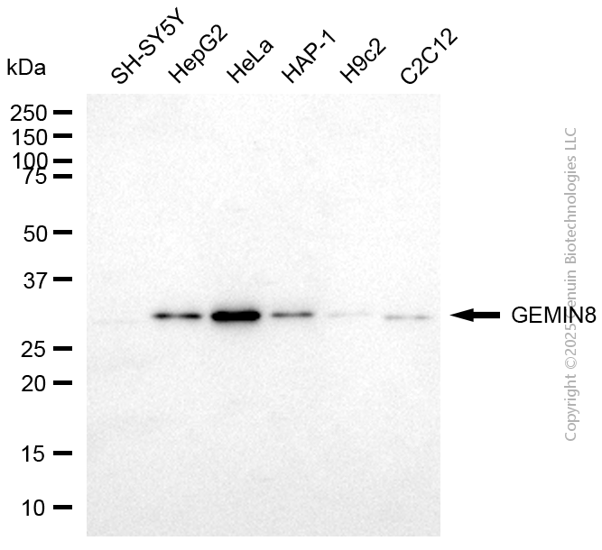 KD-Validated Anti-GEMIN8 Mouse Monoclonal Antibody ABG2064
