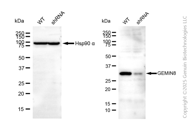 KD-Validated Anti-GEMIN8 Mouse Monoclonal Antibody ABG2064