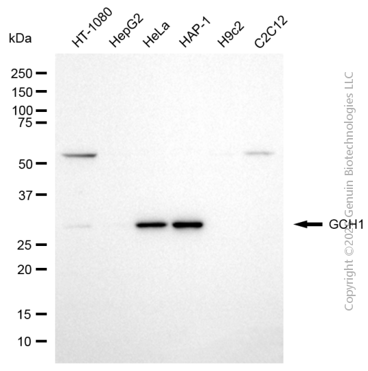 KD-Validated Anti-GTP Cyclohydrolase 1 Mouse Monoclonal Antibody ABG2065