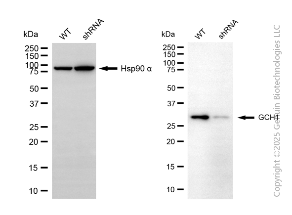 KD-Validated Anti-GTP Cyclohydrolase 1 Mouse Monoclonal Antibody ABG2065