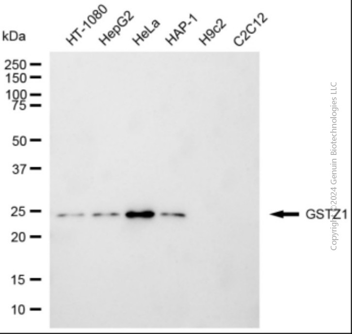 KD-Validated Anti-GSTZ1 Mouse Monoclonal Antibody ABG2066