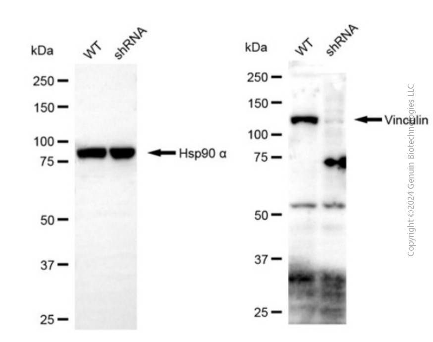 KD-Validated Anti-GSTZ1 Mouse Monoclonal Antibody ABG2066