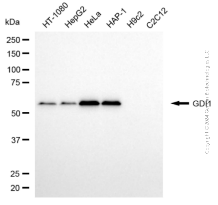 KD-Validated Anti-GDI1 Mouse Monoclonal Antibody ABG2067
