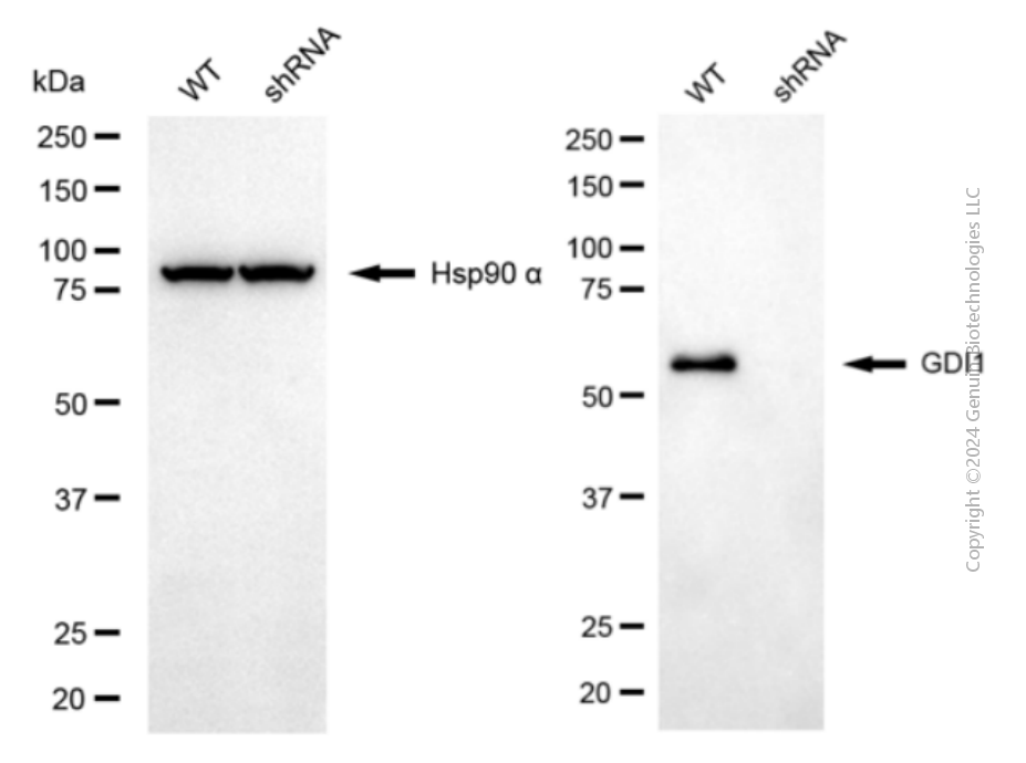 KD-Validated Anti-GDI1 Mouse Monoclonal Antibody ABG2067