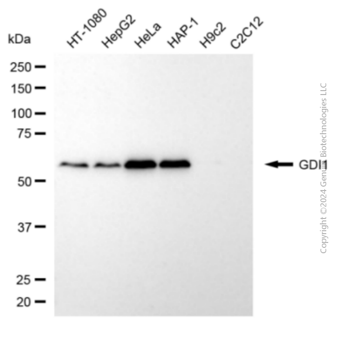 KD-Validated Anti-GDI1 Mouse Monoclonal Antibody ABG2068