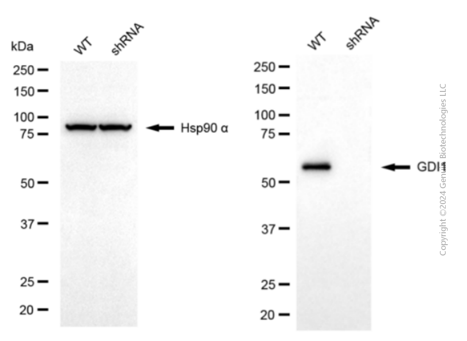 KD-Validated Anti-GDI1 Mouse Monoclonal Antibody ABG2068