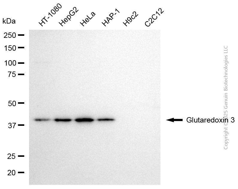 KD-Validated Anti-Glutaredoxin 3 Mouse Monoclonal Antibody ABG2069