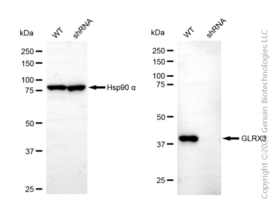KD-Validated Anti-Glutaredoxin 3 Mouse Monoclonal Antibody ABG2069