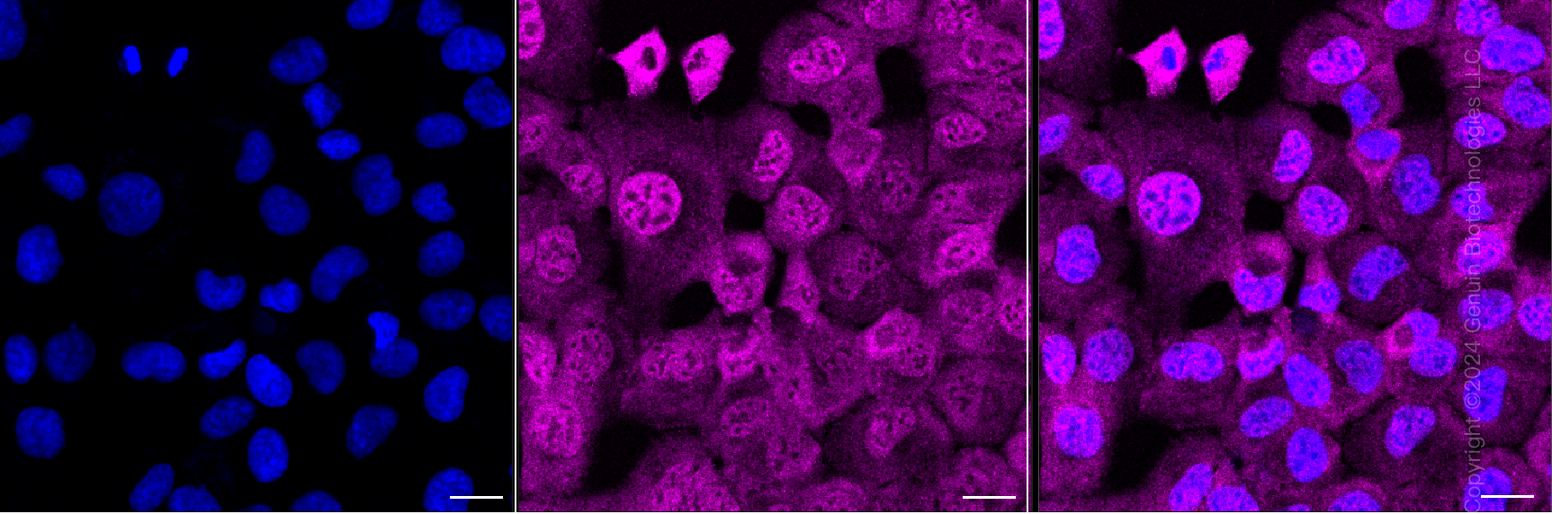 KD-Validated Anti-FUBP3 Mouse Monoclonal Antibody ABG2070