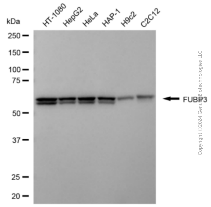KD-Validated Anti-FUBP3 Mouse Monoclonal Antibody ABG2070