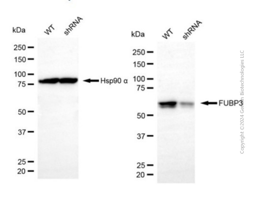 KD-Validated Anti-FUBP3 Mouse Monoclonal Antibody ABG2070