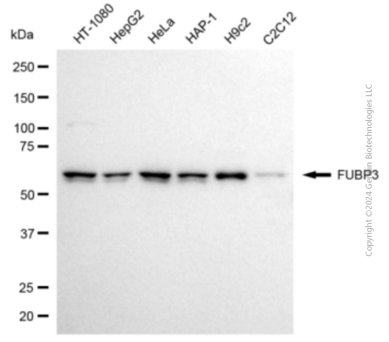 KD-Validated Anti-FUBP3 Mouse Monoclonal Antibody ABG2071