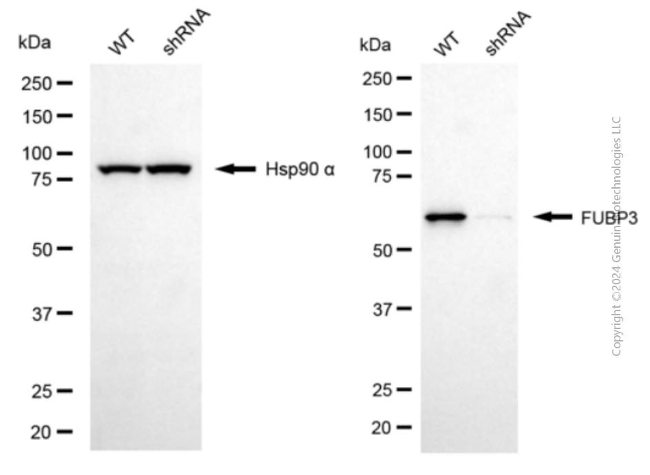 KD-Validated Anti-FUBP3 Mouse Monoclonal Antibody ABG2071