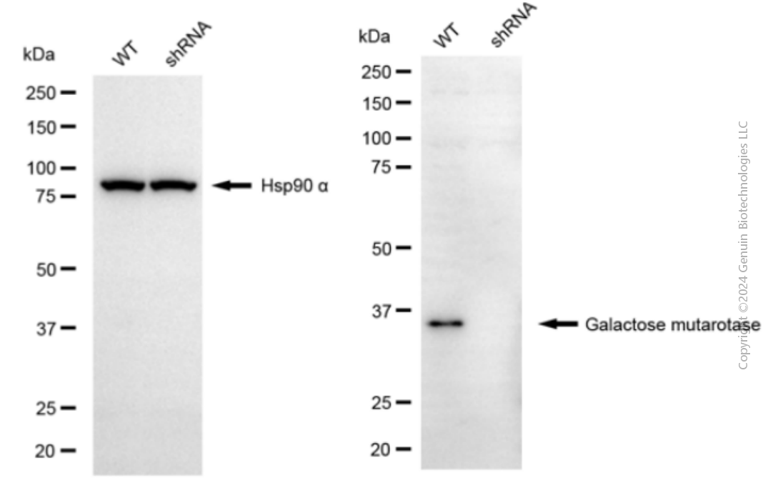 KD-Validated Anti-Galactose Mutarotase Mouse Monoclonal Antibody ABG2072