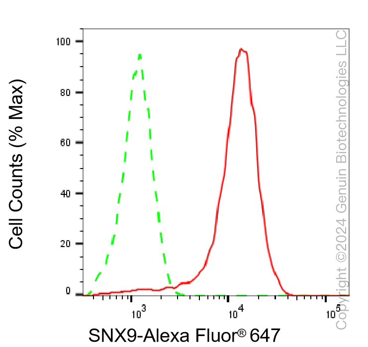 KD-Validated Anti-Sorting Nexin 9 Mouse Monoclonal Antibody ABG2074