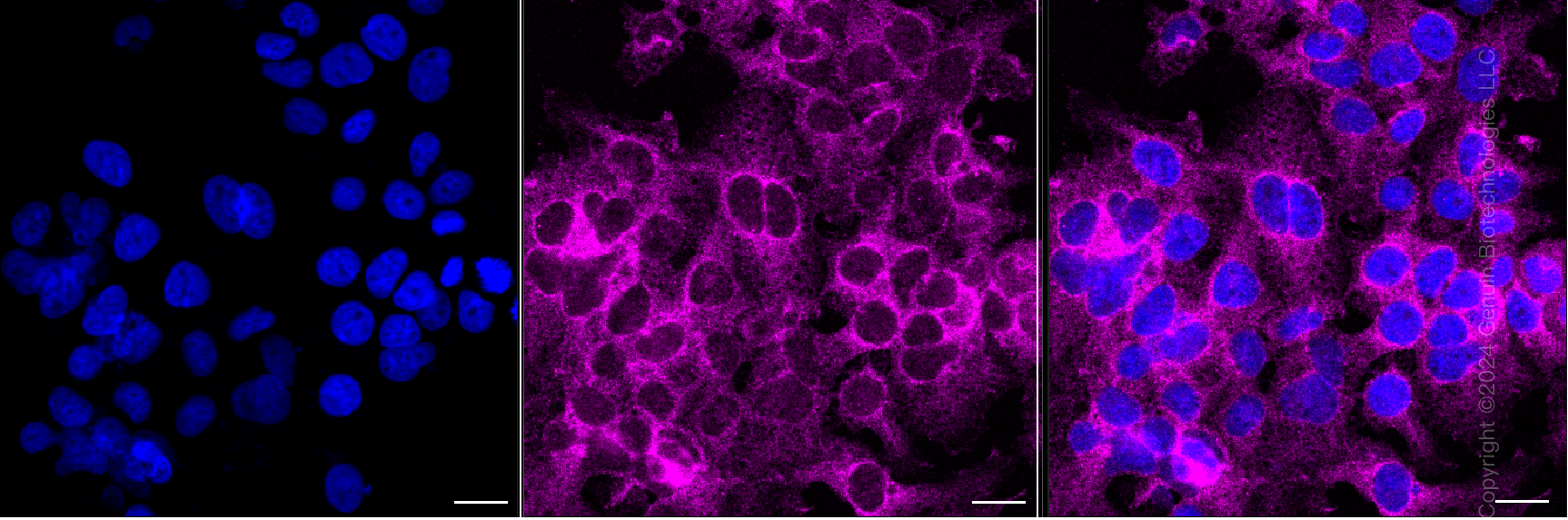 KD-Validated Anti-Sorting Nexin 9 Mouse Monoclonal Antibody ABG2074