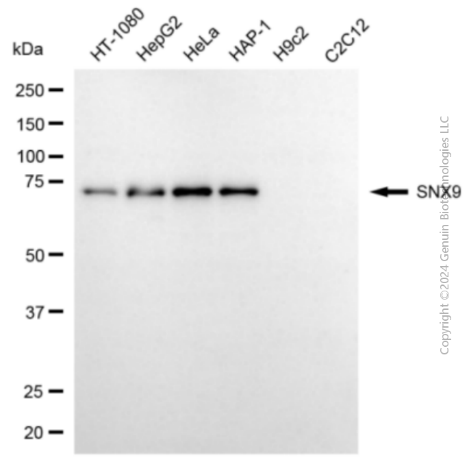 KD-Validated Anti-Sorting Nexin 9 Mouse Monoclonal Antibody ABG2074