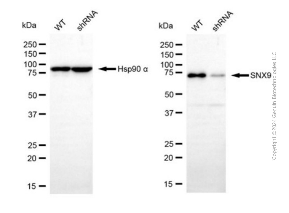 KD-Validated Anti-Sorting Nexin 9 Mouse Monoclonal Antibody ABG2074