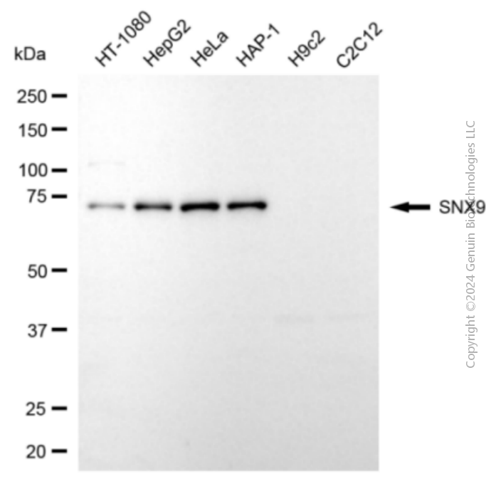 KD-Validated Anti-Sorting Nexin 9 Mouse Monoclonal Antibody ABG2075