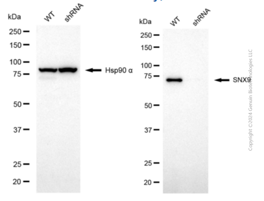 KD-Validated Anti-Sorting Nexin 9 Mouse Monoclonal Antibody ABG2075
