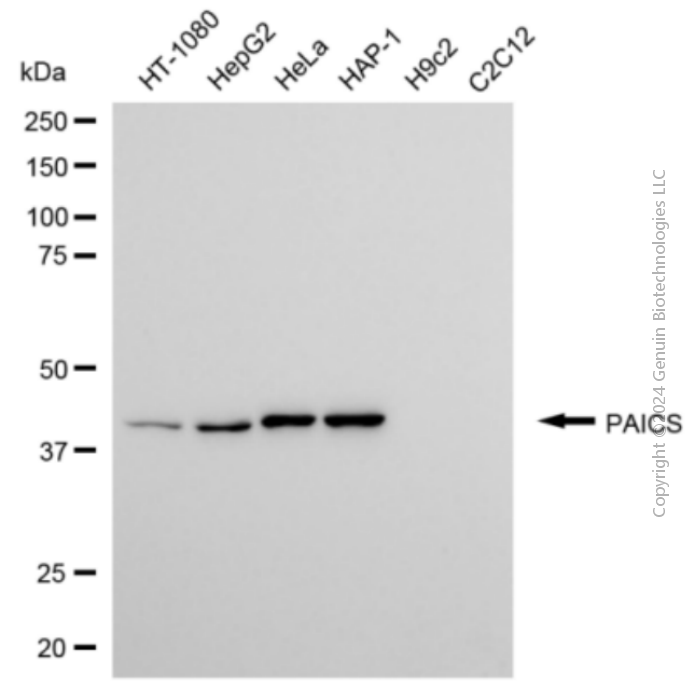 KD-Validated Anti-PAICS Mouse Monoclonal Antibody ABG2076