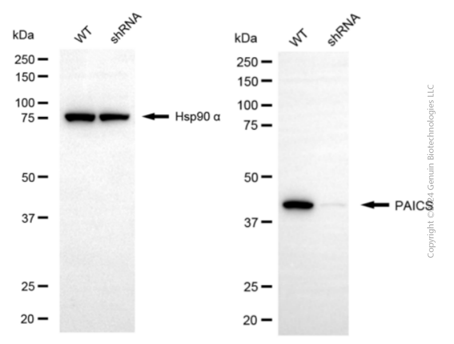 KD-Validated Anti-PAICS Mouse Monoclonal Antibody ABG2076