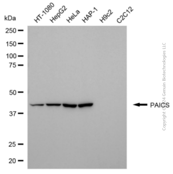 KD-Validated Anti-PAICS Mouse Monoclonal Antibody ABG2077