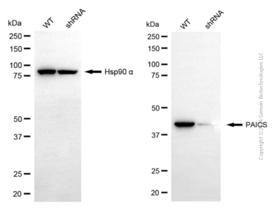 KD-Validated Anti-PAICS Mouse Monoclonal Antibody ABG2077