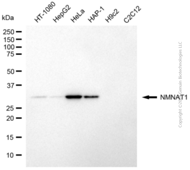 KD-Validated Anti-NMNAT1 Mouse Monoclonal Antibody ABG2078