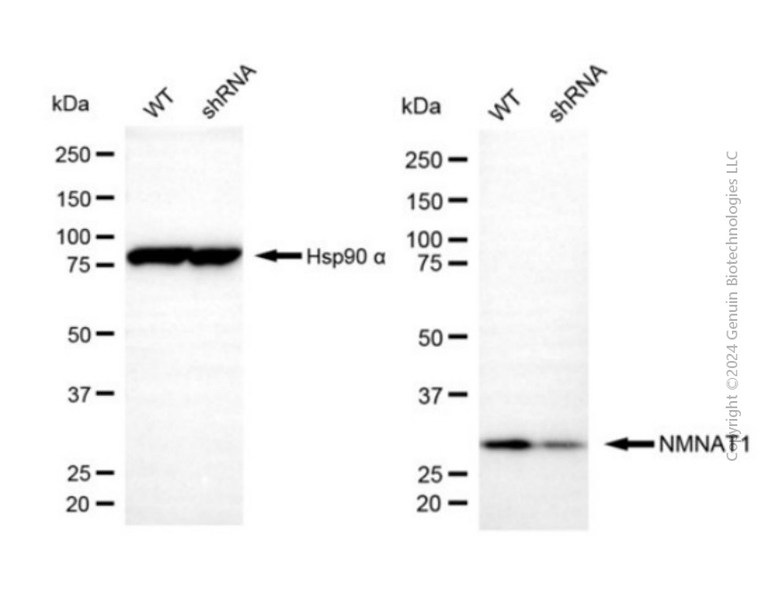 KD-Validated Anti-NMNAT1 Mouse Monoclonal Antibody ABG2078