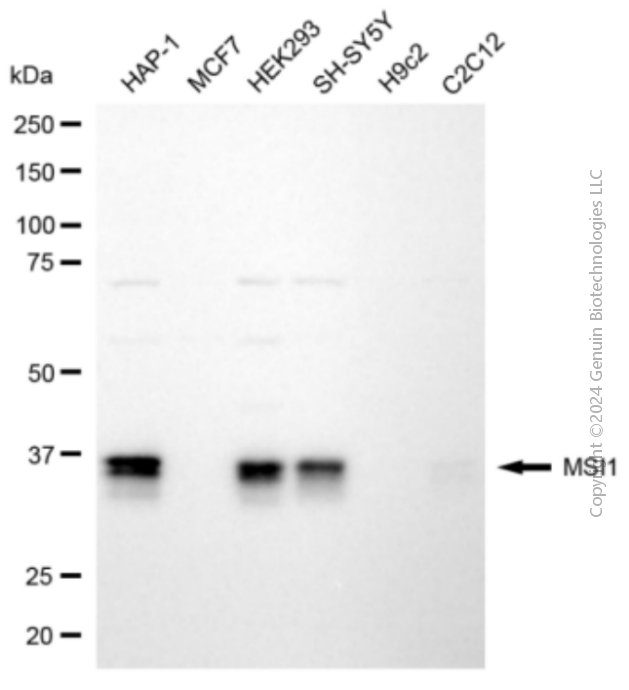 KD-Validated Anti-MSI1 Mouse Monoclonal Antibody ABG2079