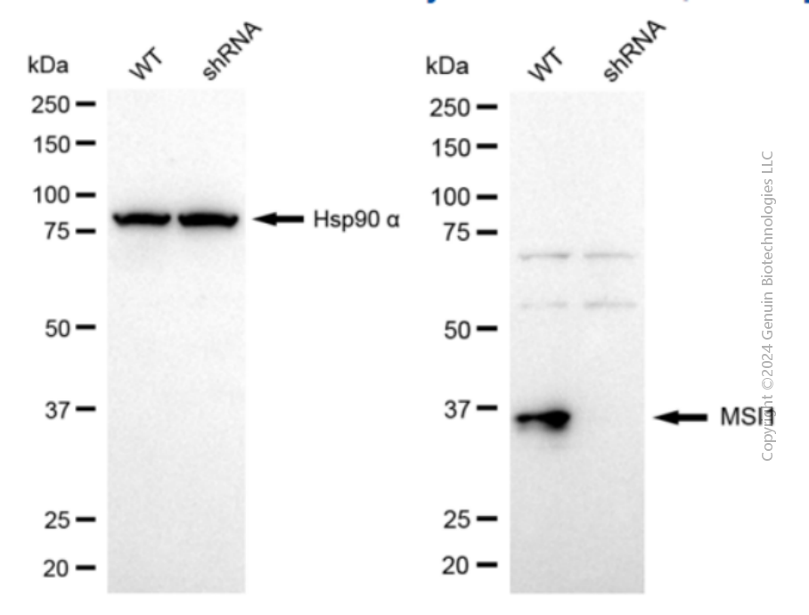 KD-Validated Anti-MSI1 Mouse Monoclonal Antibody ABG2079