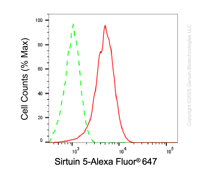 KD-Validated Anti-Sirtuin 5 Mouse Monoclonal Antibody ABG2080